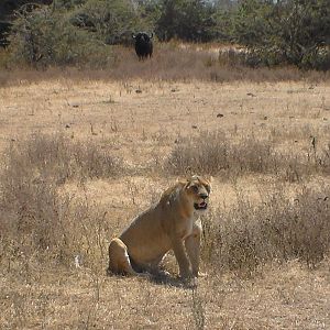 Buffalo in the background watching a Lioness in Tanzania