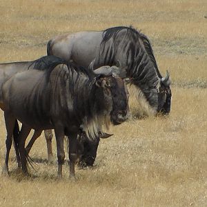 Blue Wildebeest Tanzania