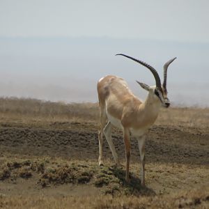 Grants' Gazelle Tanzania