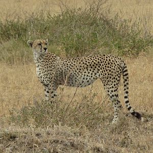 Cheetah in Tanzania