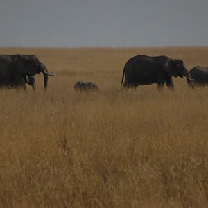 Elephants in Tanzania