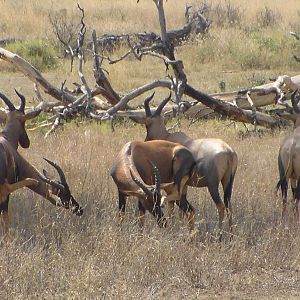 Topi in Tanzania