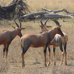 Topi in Tanzania