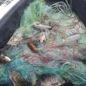 Gill Netting by Locals