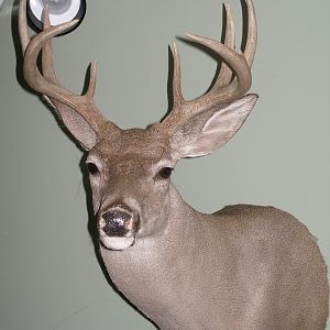 Coues Deer Shoulder Mount Taxidermy