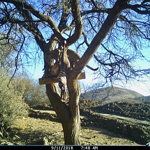 Trail Cam Pictures of Leopard in Namibia