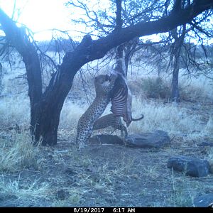 NamibiaTrail Cam Pictures Leopard