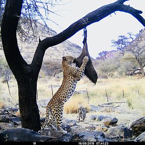 NamibiaTrail Cam Pictures Leopard