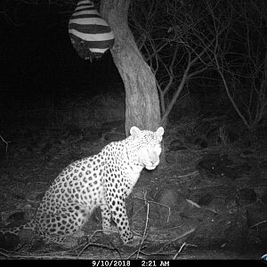 Trail Cam Pictures of Leopard in Namibia