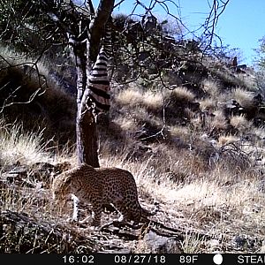 Leopard Trail Cam Pictures Namibia