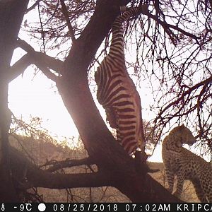 Namibia Trail Cam Pictures Leopard