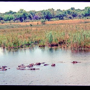 Hippo's in the Kwando River Namibia