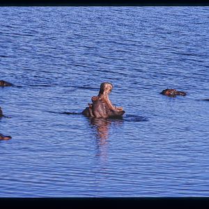 Hippo's in the Kwando River Namibia