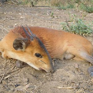 Red-flanked Duiker Hunting Cameroon