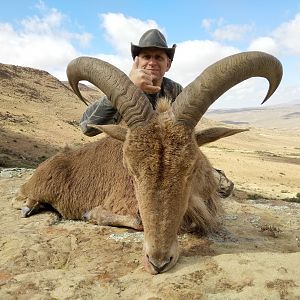 Free Range Barbary Sheep