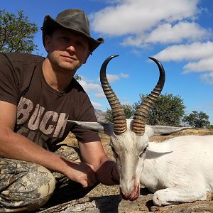 White Springbok