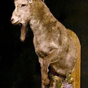 Mid Asian Ibex Taxidermy Mount