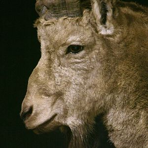 Mid Asian Ibex Taxidermy Mount