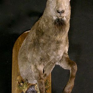 Mid Asian Ibex Taxidermy Mount