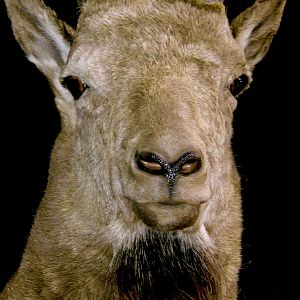 Mid Asian Ibex Taxidermy Mount