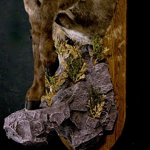 Mid Asian Ibex Taxidermy Mount