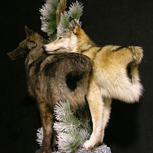 Double Wolf Pedestal Taxidermy Mount