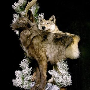 Double Wolf Pedestal Taxidermy Mount