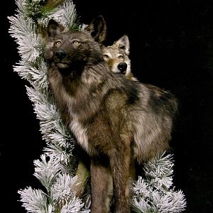 Double Wolf Pedestal Taxidermy Mount