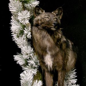 Double Wolf Pedestal Taxidermy Mount