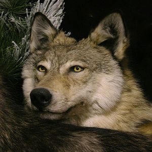 Double Wolf Pedestal Taxidermy Mount