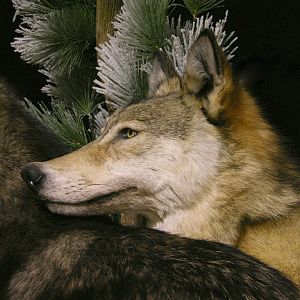 Double Wolf Pedestal Taxidermy Mount