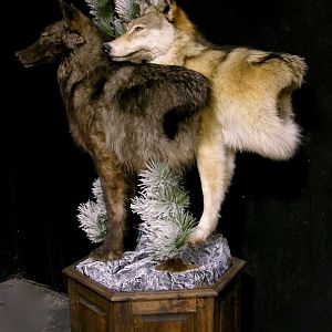 Double Wolf Pedestal Taxidermy Mount