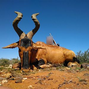 South Africa Hunting Red Hartebeest