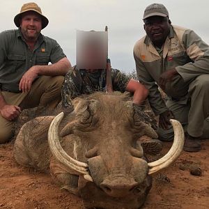 Hunt Warthog in South Africa