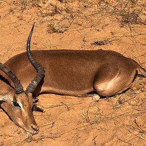 Hunting Impala in South Africa