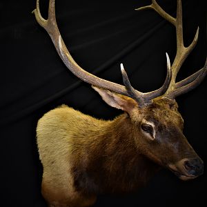 Elk Shoulder Mount Taxidermy