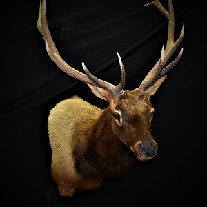 Elk Shoulder Mount Taxidermy