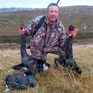 New Zealand Wing Shooting Black Swan