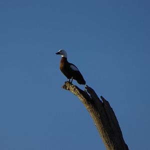 Paradise Duck in New Zealand