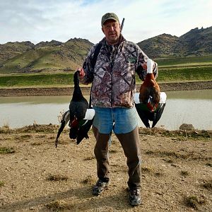 Wing Shooting Paradise Duck in New Zealand