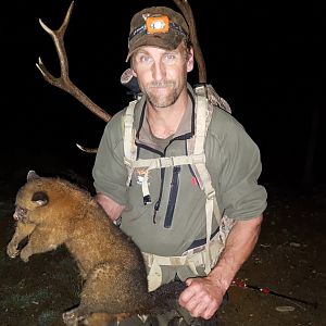 New Zealand Hunt Brushtail Possum