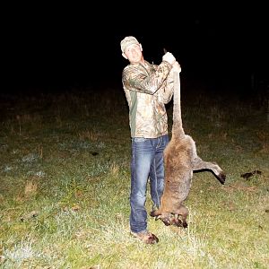 Hunt Wallaby in New Zealand