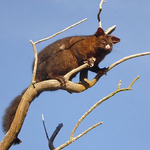 rushtail Possum in New Zealand