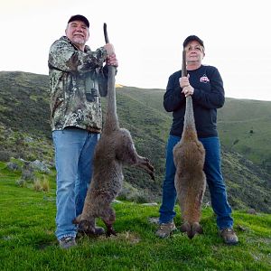 Wallaby Hunt New Zealand