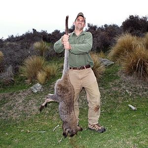 Hunting Wallaby New Zealand