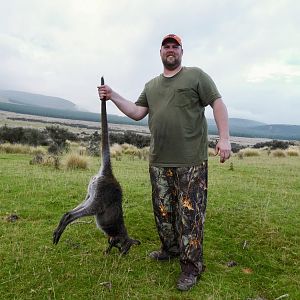 Wallaby Hunting New Zealand