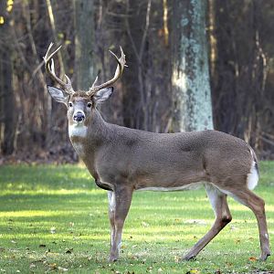 Whitetail Deer in New Zealand