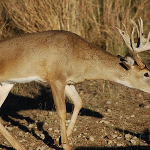 Whitetail Deer in New Zealand