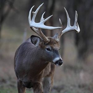 Whitetail Deer in New Zealand