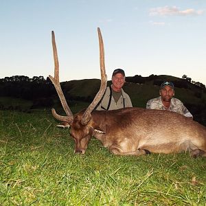 New Zealand Hunt Rusa Deer